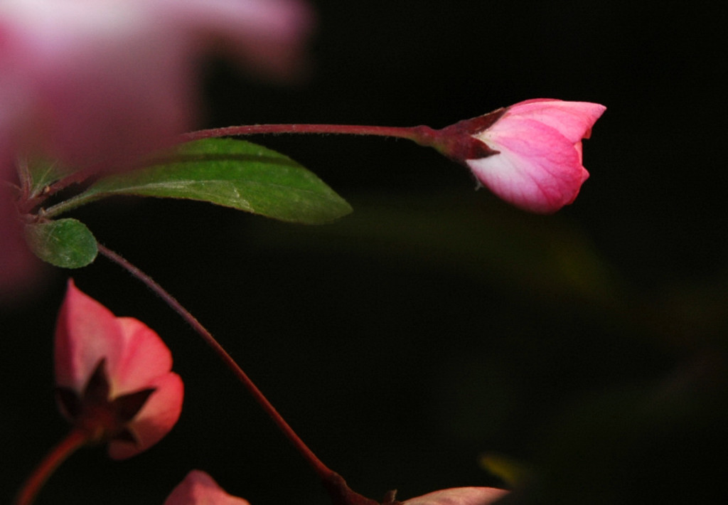 ��Ҫ��δ�ܿ����Ļ�������ǧ�٣���įҡҷ