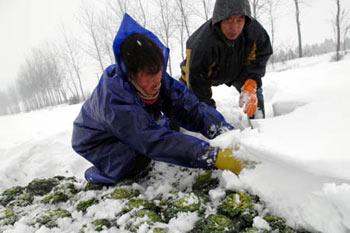 Farmers&nbsp;harvest&nbsp;vegetable&nbsp;in&nbsp;the&nbsp;snow-covered&nbsp;fields&nbsp;in&nbsp;Dayu&nbsp;township&nbsp;of&nbsp;Hefei,&nbsp;capital&nbsp;of&nbsp;east&nbsp;China's&nbsp;Anhui&nbsp;province,&nbsp;Jan.&nbsp;27,&nbsp;2008.&nbsp;A&nbsp;rare&nbsp;heavy&nbsp;snowfall&nbsp;hit&nbsp;the&nbsp;city&nbsp;recently.&nbsp;The&nbsp;local&nbsp;government&nbsp;urged&nbsp;vegetable&nbsp;growers&nbsp;in&nbsp;the&nbsp;suburb&nbsp;to&nbsp;speed&nbsp;up&nbsp;vegetable&nbsp;transportation&nbsp;in&nbsp;order&nbsp;to&nbsp;meet&nbsp;the&nbsp;market&nbsp;demand.&nbsp;(Xinhua&nbsp;Photo)