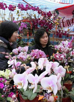 Local residents choose flowers at the New Year Fair held at the Victoria Park in Hong Kong, south China, on Feb. 3, 2008. (Xinhua Photo)