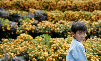 A boy looks at flowers at the New Year Fair held at the Victoria Park in Hong Kong, south China, on Feb. 3, 2008. (Xinhua Photo)