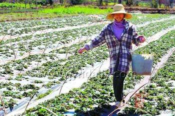 China's banking regulator is urging lenders to extend timely loans to support the supply of agricultural products. 
