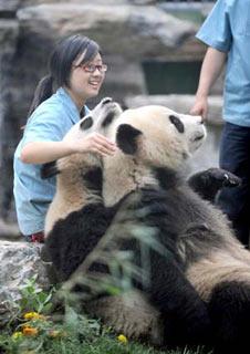 A feeder plays with giant pandas at the Beijing Zoo in Beijing, China, June 2, 2008.  (Xinhua Photo)