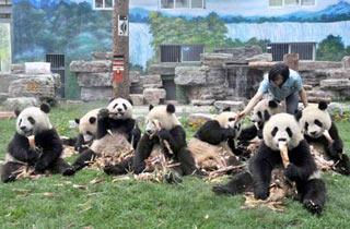 Giant pandas eat bamboo shoots fed by a feeder at the Beijing Zoo in Beijing, China, June 2, 2008.  (Xinhua Photo)