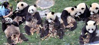 Giant pandas eat bamboo shoots fed by a feeder at the Beijing Zoo in Beijing, China, June 2, 2008. (Xinhua Photo)