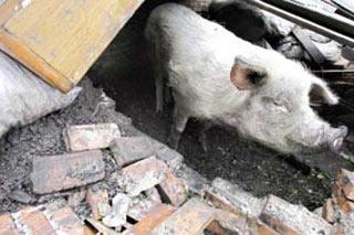 A 330-pound hog survived 36 days in the ruins of its sty, destroyed by last month's Sichuan Province earthquake, by chewing down charcoal and drinking rainwater.The no-longer-big-pig in Pengzhou City was down to one-third of its weight.(Xinhua Photo)