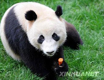 The Yunnan Wild Animal Park is the new home for these three pandas. They'll stay here for two years, receiving 24-hour care and supervision by animal doctors. 