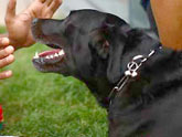 Guide dogs doing well at Beijing Paralympics: IPC