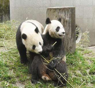 Taiwan authorities say everything is ready for the arrival of two pandas from the mainland including their new home in Taipei's Muzha Zoo. The panda pair should arrive at the end of November.