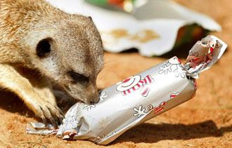 A Meerkat at Sydney's Taronga Zoo hunts for a Christmas treat hidden in a bonbon inside its enclosure December 23, 2008. [Agencies]