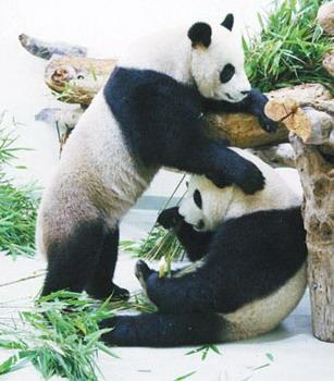 Taipei Zoo will give the two pandas vaccines and train them for their debut on the first day of Spring Festival.