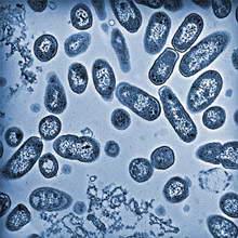 Salmonella bacteria