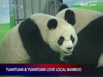 The two giant pandas given to Taiwan by the Chinese mainland are adapting well to life at the Taipei Zoo.