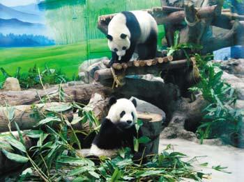 Since their debut on the first day of lunar new year, more than 22,000 people each day have visited Tuantuan and yuanyuan. 