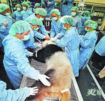 The wide ranging health check included everything from heart to blood tests, and "Yuan Yuan" was found to be in good health. 