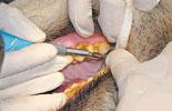 Taipei Zoo conducts health check on "Yuan Yuan