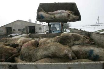 A front loader piles up carcasses of swine infected with African swine fever after they were culled at a farm in the village of Kiyevka in the Stavropol region March 19, 2009. Veterinary workers killed some 200 animals to prevent the disease from spreading, officials said.(Xinhua/Reuters Photo)