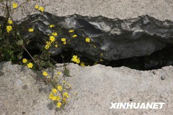 Flowers bloom on ruins of Beichuan.