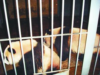Six pandas arrived in Beijing Zoo from Sichuan province on Wednesday evening.