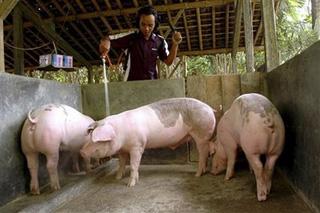 An&nbsp;Indonesian&nbsp;farmer&nbsp;sprays&nbsp;disinfectant&nbsp;on&nbsp;pigs&nbsp;at&nbsp;a&nbsp;pig&nbsp;farm&nbsp;in&nbsp;Yogyakarta,&nbsp;Indonesia,&nbsp;on&nbsp;Sunday,&nbsp;May&nbsp;3,&nbsp;2009.(AP&nbsp;Photo/Slamet&nbsp;Riyadi)