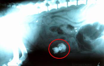 Enlarge Dog eats dog: An X-ray of spaniel Alfie's stomach after he ate a toy puppy