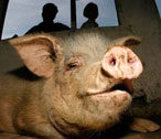 "Mr. Strong Pig" 
