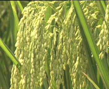 With the application of this technology since 1976,China's total rice cultivation lands have grown such rice, which added rice output by some 240 billion kilograms up till 1994.