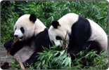 Hand over the pandas