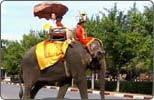 Thailand’s elephants