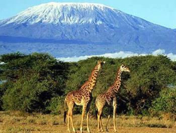 Kilimanjaro mountain, the highest mountain in Africa, in northeast Tanzania near the Kenya border, rising in two snow-capped peaks to 5,898.7 m (19,340 ft). (File Photo)