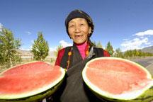 Taste sweet watermelon from Tibet!