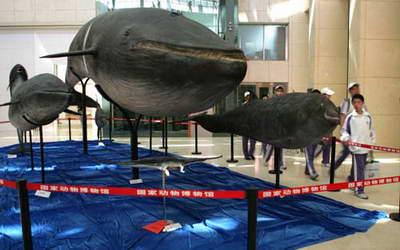 Over 5,000 animal specimens to be exhibited at the National Zoological Museum