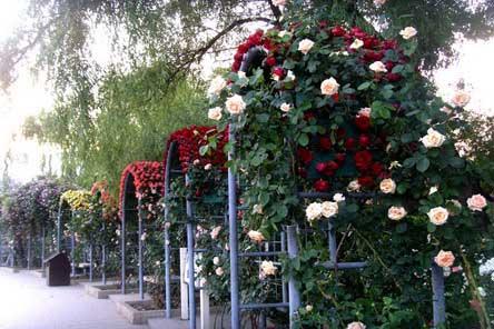“Chinese Rose Cultural Festival” will be open at Beijing Botanical Garden until June 2.