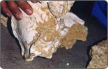 "Pygmy" panda skull discovered in S. China