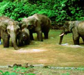 China - Wild herds of elephants in Xishuangbanna