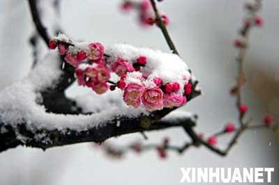 A&nbsp;plum&nbsp;blossom&nbsp;festival&nbsp;kicked&nbsp;off&nbsp;at&nbsp;the&nbsp;East&nbsp;Lake&nbsp;Plum&nbsp;Park&nbsp;in&nbsp;Wuhan,&nbsp;in&nbsp;central&nbsp;China's&nbsp;Hubei&nbsp;Province&nbsp;on&nbsp;Feb&nbsp;1,&nbsp;2008.&nbsp;A&nbsp;large&nbsp;variety&nbsp;of&nbsp;plums,&nbsp;more&nbsp;than&nbsp;100&nbsp;species,&nbsp;introduced&nbsp;from&nbsp;the&nbsp;United&nbsp;States&nbsp;and&nbsp;Japan&nbsp;can&nbsp;be&nbsp;seen&nbsp;at&nbsp;this&nbsp;festival.&nbsp;The&nbsp;plum&nbsp;festival&nbsp;has&nbsp;become&nbsp;an&nbsp;important&nbsp;occasion&nbsp;for&nbsp;locals&nbsp;to&nbsp;entertain&nbsp;and&nbsp;pray&nbsp;for&nbsp;New&nbsp;Year's&nbsp;blessings.&nbsp;This&nbsp;plum&nbsp;festival&nbsp;will&nbsp;continue&nbsp;until&nbsp;March&nbsp;10.&nbsp;[Photo:&nbsp;Xinhua]