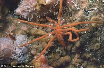 The first "comprehensive inventory" of marine and land species released by a research team from British Antarctic Survey and University of Hamburg describes the continent as a region rich in biodiversity on Dec. 1, 2008. The inventory includes over 1,200 marine and land species the team found there, most of which live on the deep seabed of Antarctica.(Photo: chinanews.cn)