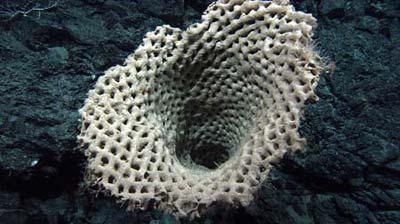In this undated image provided by the Commonwealth Scientific and Industrial Research Organisation, a huge sponge is seen in the ocean off Australia's Tasmania state. A team of researchers from Australia and the United States have uncovered new marine life, including fiery red coral and purple-spotted sea anemones, in deep waters off the Australian state of Tasmania, according to findings released Sunday, Jan. 18, 2009.(Xinhua/AFP Photo)