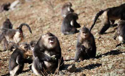 Yunnan golden monkeys (rhinopithecus roxellanae) are seen at the Baima Snow Mountain State Nature Reserve in Diqing Tibetan Autonomous Prefecture, southwest China's Yunnan Province, Feb. 8, 2009. The number of Yunnan golden monkeys has risen from more than 500 in 1983 to around 1,300 at present at the nature reserve thanks to the protection efforts of local government and residents. There are some 2,000 Yunnan golden monkeys altogether in China. Yunnan golden monkeys, of which only China boasts, are a kind of animals listed in Category I of the Chinese Wildlife Protection Act and one of the most endangered animals in Appendix 1 of the Convention on International Trade in Endangered Species of Wild Fauna and Flora (CITES), and on the Red List of the International Union for Conservation of Nature and Natural Resources (IUCN). (Xinhua Photo)