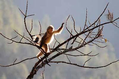 A Yunnan golden monkey (rhinopithecus roxellanae) walks on a tree at the Baima Snow Mountain State Nature Reserve in Diqing Tibetan Autonomous Prefecture, southwest China's Yunnan Province, Feb. 8, 2009. The number of Yunnan golden monkeys has risen from more than 500 in 1983 to around 1,300 at present at the nature reserve thanks to the protection efforts of local government and residents. There are some 2,000 Yunnan golden monkeys altogether in China. Yunnan golden monkeys, of which only China boasts, are a kind of animals listed in Category I of the Chinese Wildlife Protection Act and one of the most endangered animals in Appendix 1 of the Convention on International Trade in Endangered Species of Wild Fauna and Flora (CITES), and on the Red List of the International Union for Conservation of Nature and Natural Resources (IUCN).(Xinhua Photo)