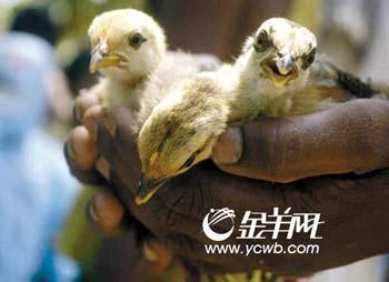 A dead large-billed crow found on Hong Kong's outlying Lantau Island was confirmed to be H5N1 positive after testing for avian influenza