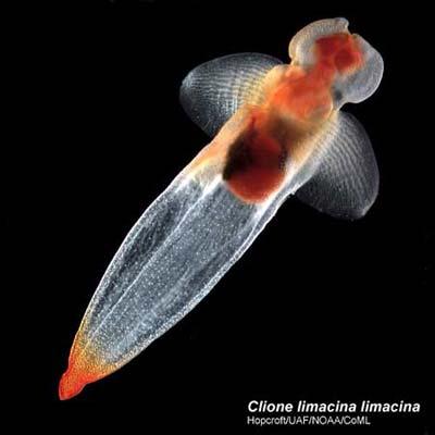The shell-less pteropod or swimming snail (Clione limacina), found in both Arctic and Antarctic waters, is seen in this undated handout. At least 235 types of cold-loving creatures thrive in both Arctic and Antarctic seas, puzzling scientists about how they got to both ends of the earth, a study showed on Sunday. (Xinhua/Reuters Photo)