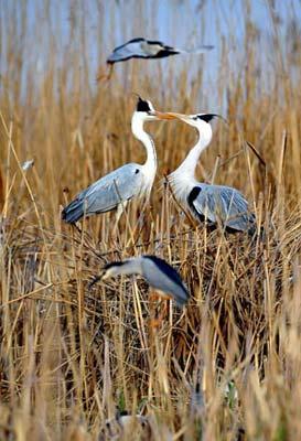 Two birds play with each other at the Shahu nature reserve in northwest China's Ningxia Hui Autonomous Region, on April 14, 2009. Shahu is home to nearly 200 species of birds. (Xinhua photo)