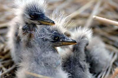Young birds rest in their nest at the Shahu nature reserve in northwest China's Ningxia Hui Autonomous Region, on April 14, 2009. Shahu is home to nearly 200 species of birds. (Xinhua photo)