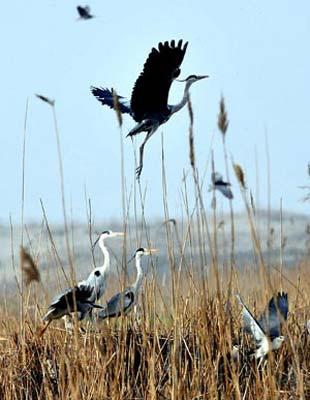 A bird flies at the Shahu nature reserve in northwest China's Ningxia Hui Autonomous Region, on April 14, 2009. Shahu is home to nearly 200 species of birds. (Xinhua photo)