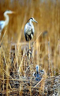 A bird stand beside the nest of a few young birds at the Shahu nature reserve in northwest China's Ningxia Hui Autonomous Region, on April 14, 2009. Shahu is home to nearly 200 species of birds. (Xinhua photo)