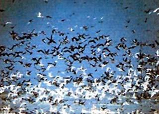 International researchers have recently ruled out the spreading of avian influenza or bird flu virus by migratory birds through a review of migratory bird movement.
