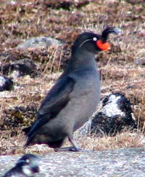 auklet(File photo)
