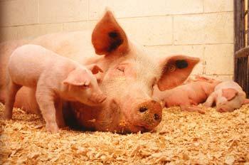 Two mysterious human cases of swine flu have been found in Imperial and San Diego counties in Southern California, it was reported on Wednesday.