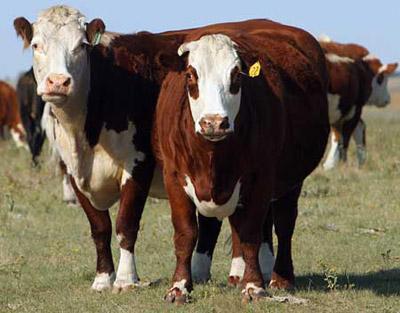 This is a photo of cows on a pasture in North Dakota taken on Sep. 4, 2006. Researchers report in the journal Science on April 24 that they've unraveled the genome of the cow, which will help improve the quality and safety of beef and dairy products. It took 300 scientists six years to outline the genetic sequence.(Xinhua/AFP Photo)