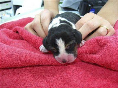 In this undated photo released by the Seoul National University shows the world's first transgenic female beagle dog carrying fluorescent genes that make the canine glow red, named Ruppy in 2 days after birth at Seoul National University in Seoul, South Korea, Tuesday, April 28, 2009. [Agencies]